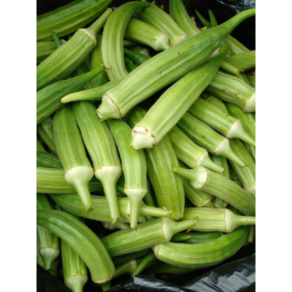 okra hijau fresh sayur okra fresh super langsung dari tanaman 250g
