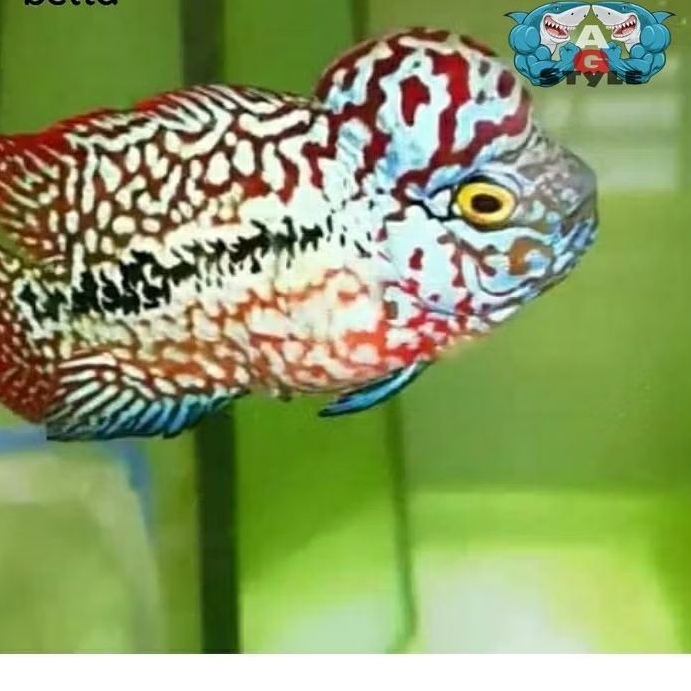 hiasan akuarium louhan kamfa f2 thailand ukuran kurleb 4 cm an