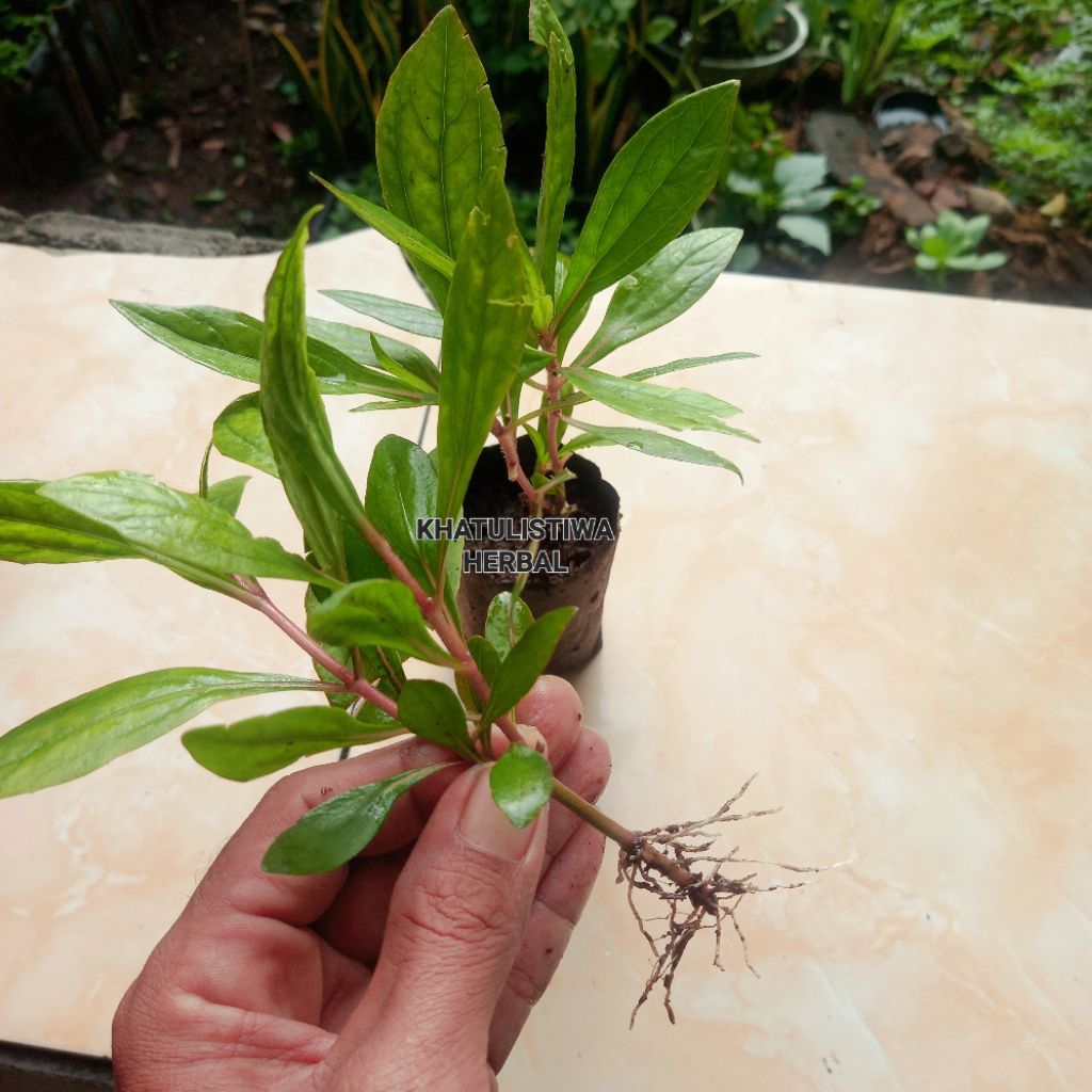 Bibit genjik berakar | daun prasman