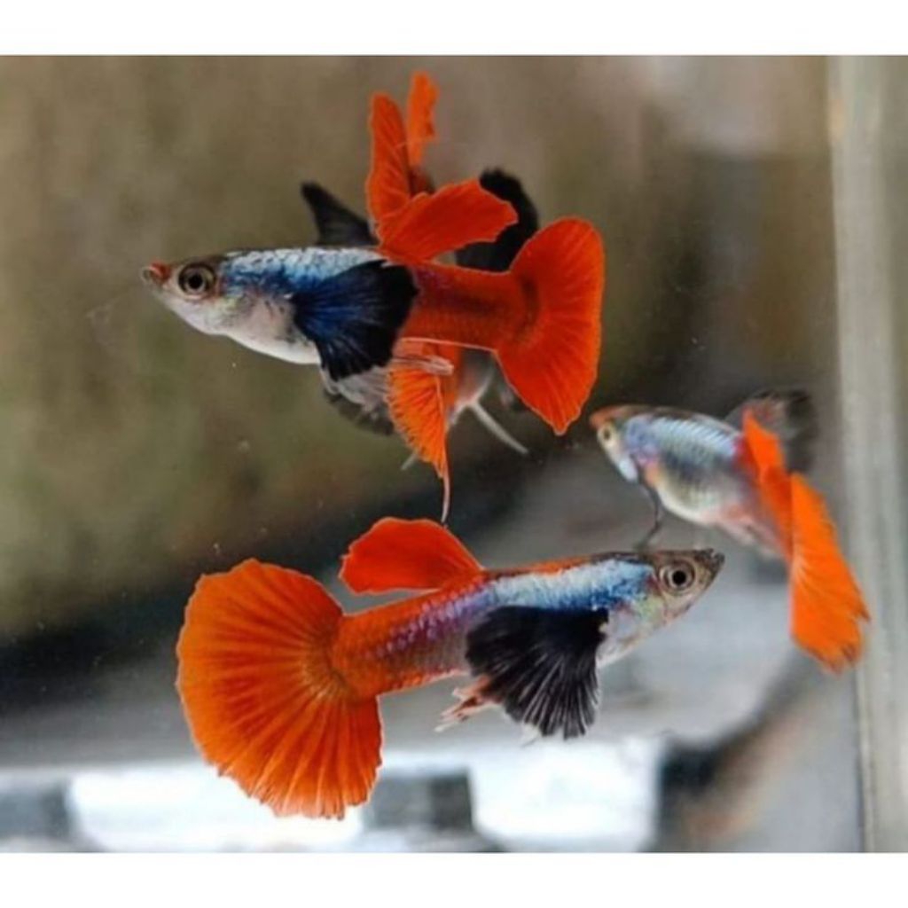 GUPPY PLATINUM RED TAIL DUMBO EAR (PRTDE) Jantan Grade A