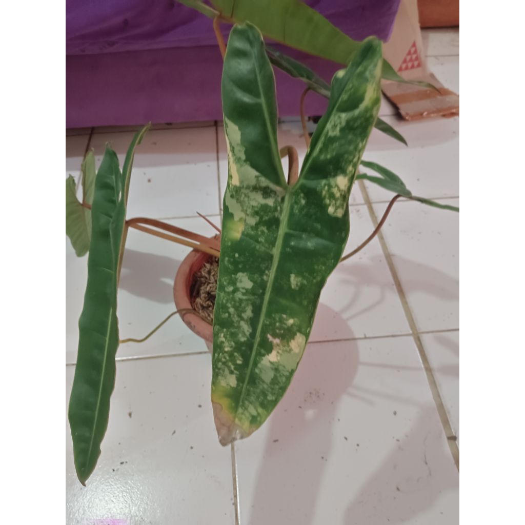 philodendron billietiae variegata