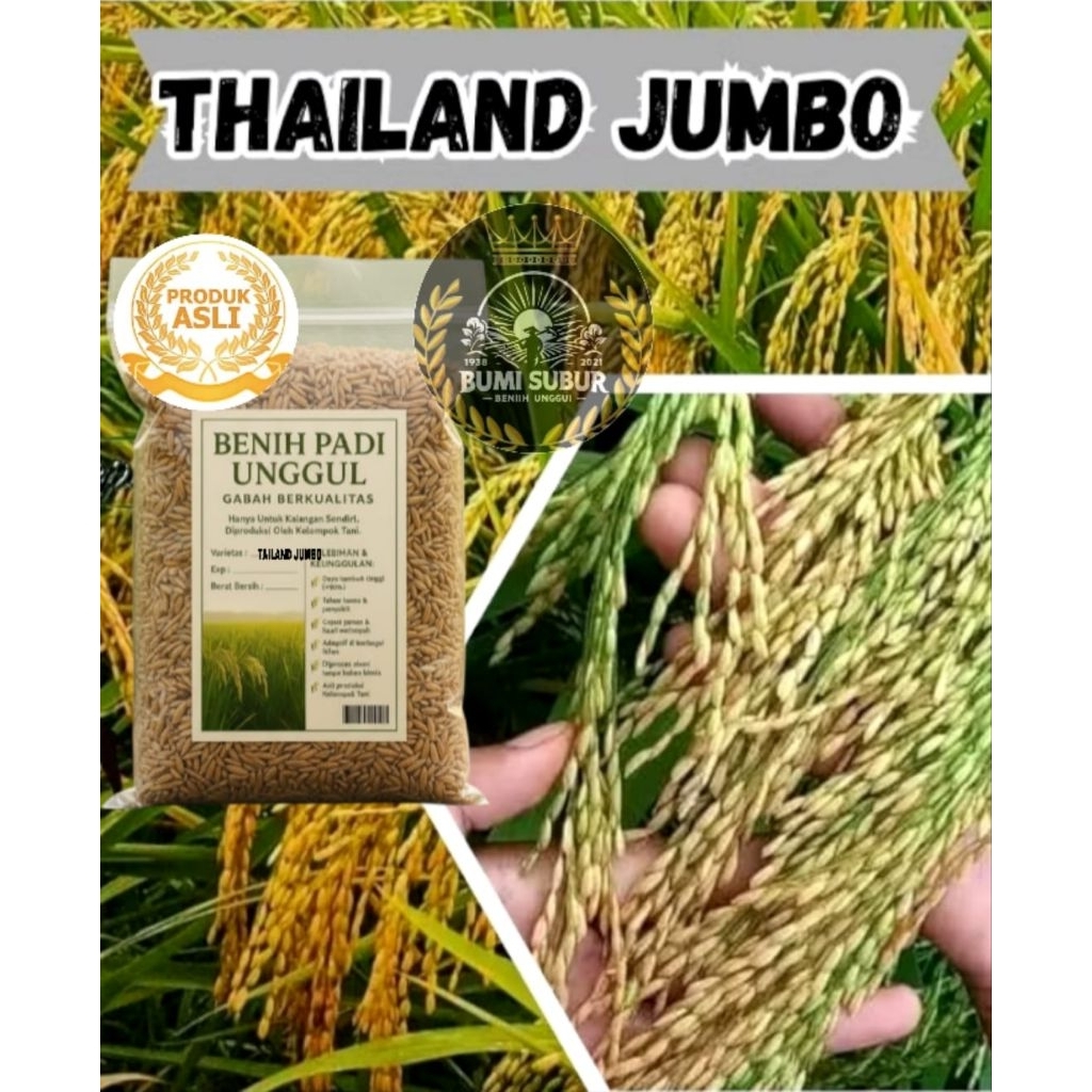 Benih bibit padi 1kg thailand jumbo
