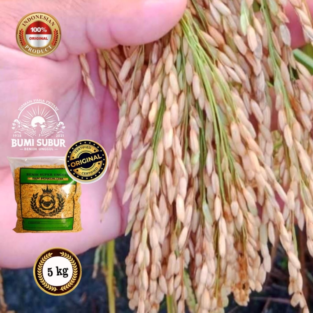 Benih bibit padi rajasa