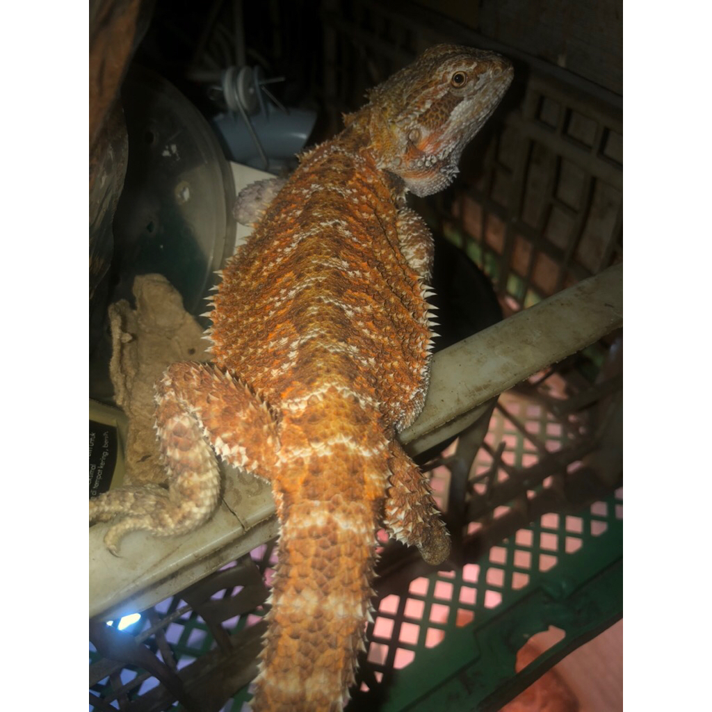 bearded dragon red het trans pH zero SOLD