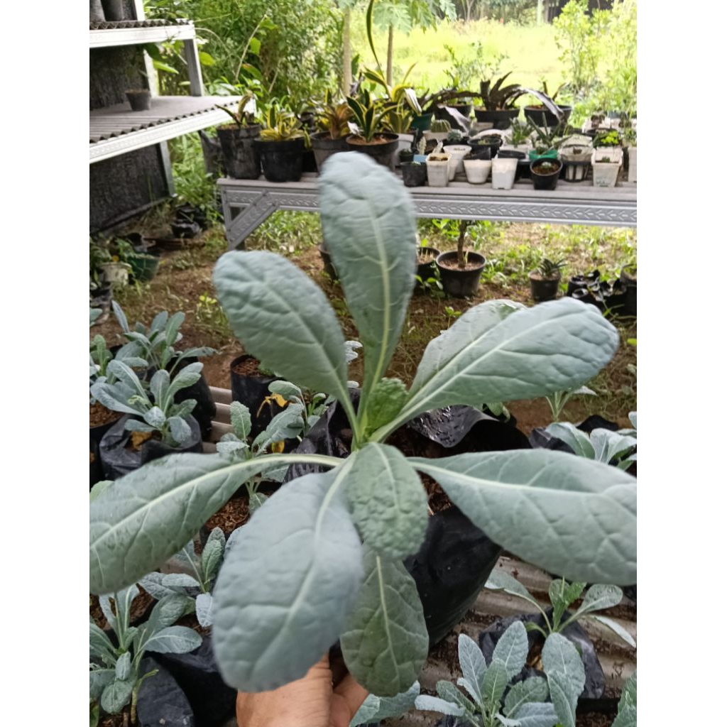 Bibit Sayur kale Nero siap tanam