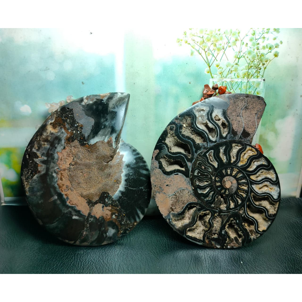 Batu Natural Fossil Keong Black_Ammonite Sepasang (1)