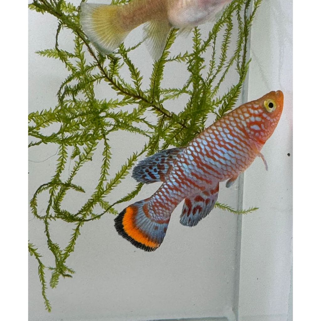 Killifish Rachovii/Killifish Rachovii