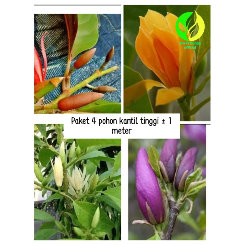PROMO PAKET 4 POHON BUNGA KANTIL TINGGI ± 1 METER / PAKET TANAMAN HIAS BUNGA KANTIL TINGGI ± 1 METER