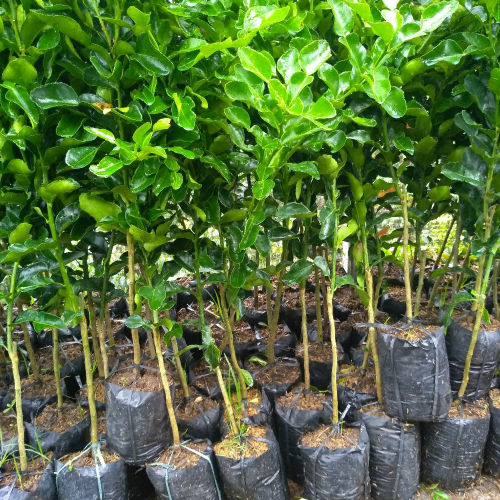 Bibit buah Jeruk purut. Tinggi setengah meter