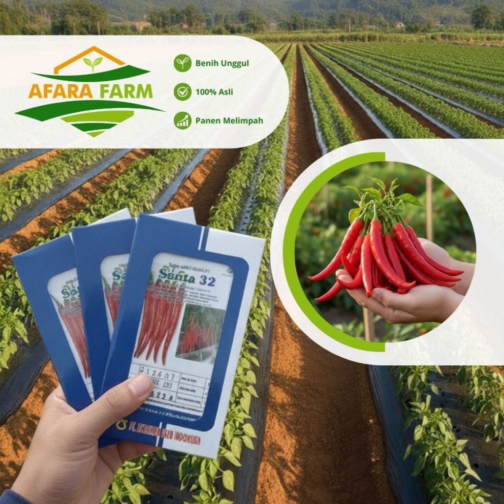 Benih Cabe Cabai Merah Besar Hibrida F1 Santa 32 Original Koreana Seed Indonesia Kemasan 10gr