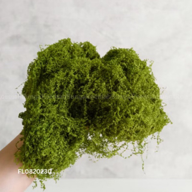 Forever Moss 30gr Premium/ Lumut Abadi Kering / Green Forest Moss / Dekorasi Tanaman