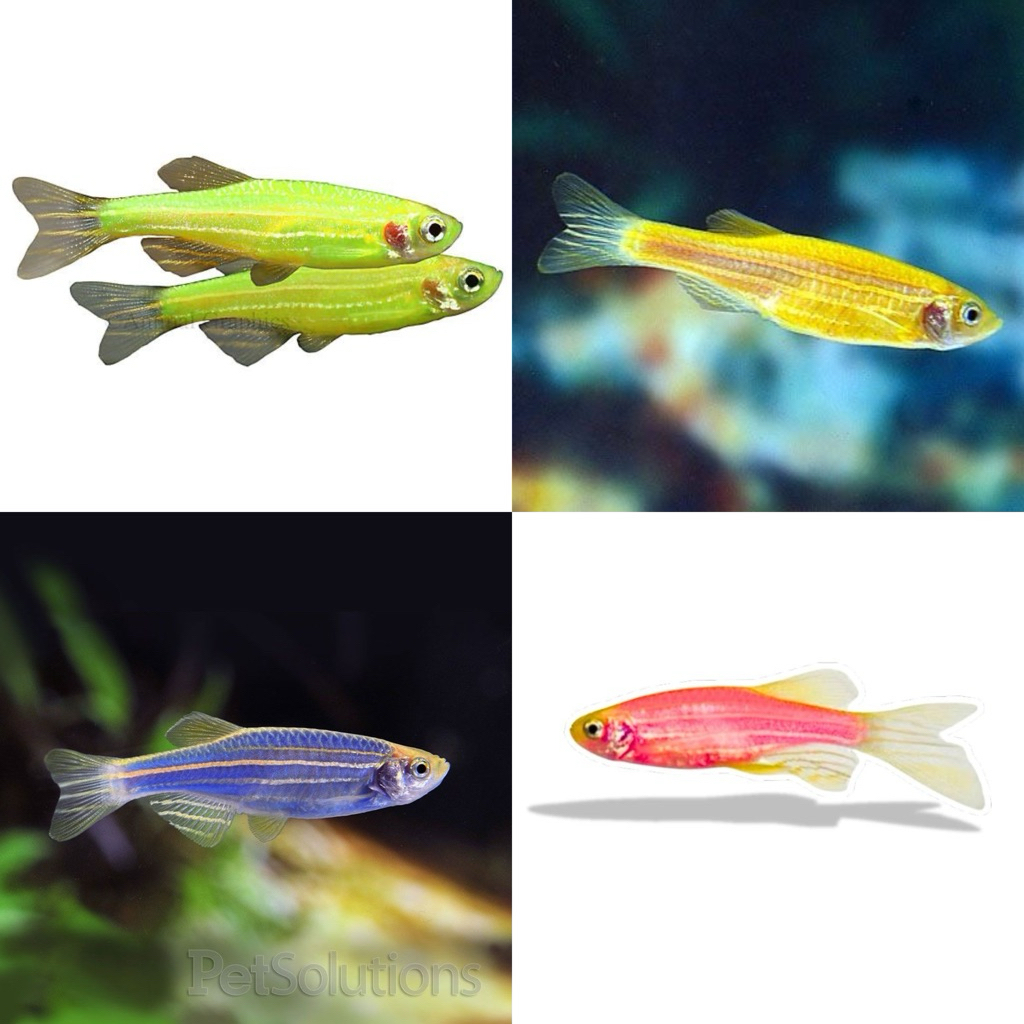 [Chan Aquatic] Ikan Hias Zebra Fish Danio Pink Hijau Kuning Biru Zebra Fish Danio Pink Yellow Green 