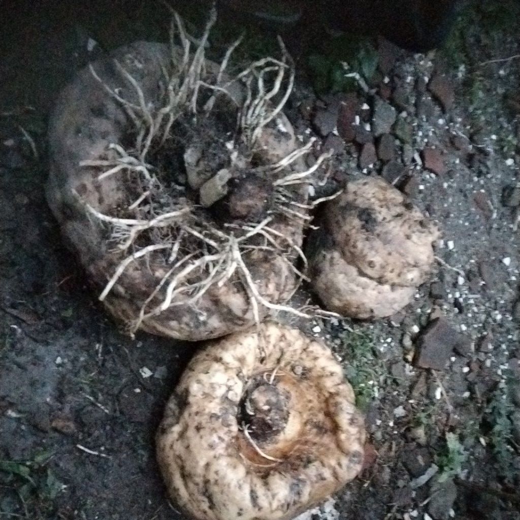 iles iles putih segar 1kg