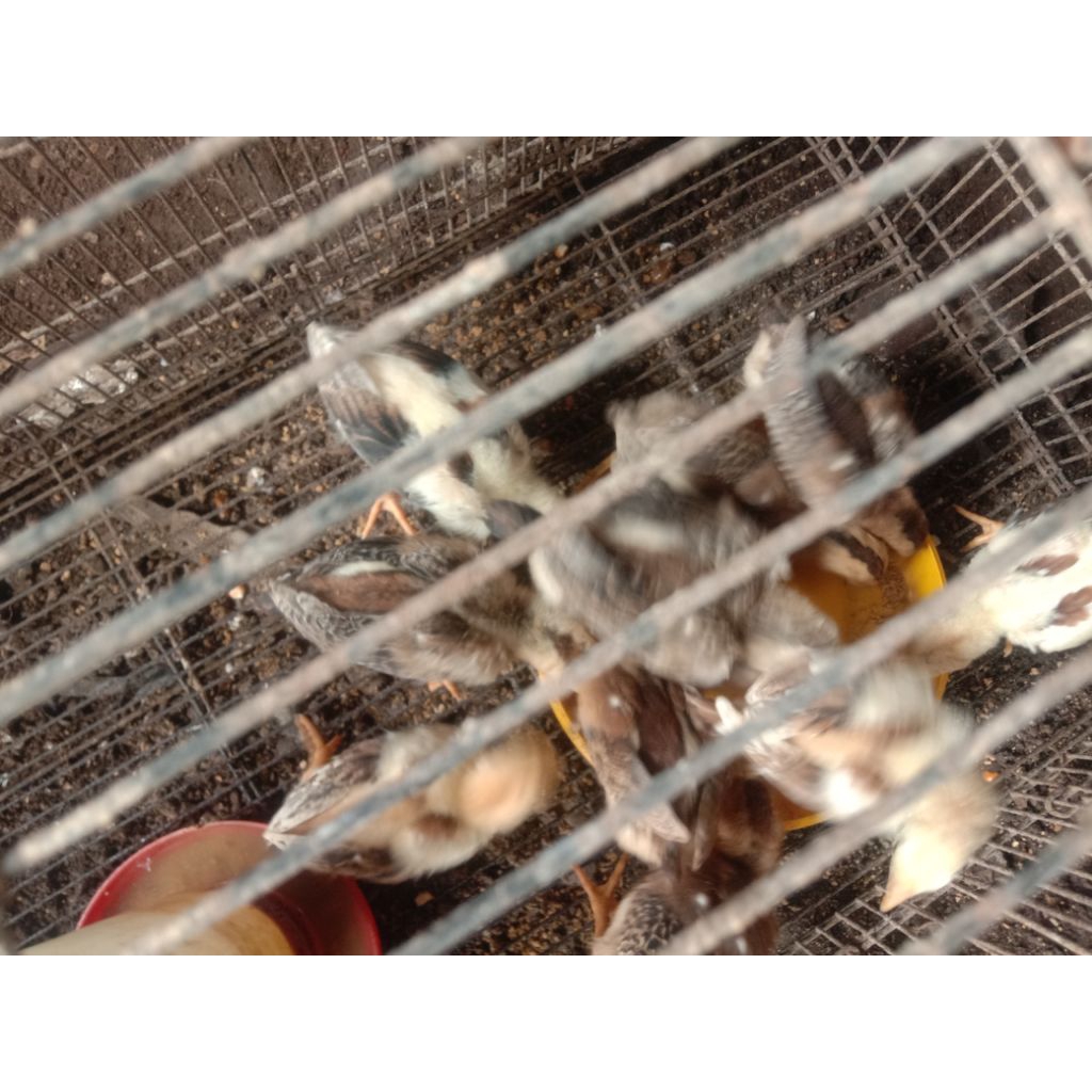 Anak Ayam / Doc Bangkok pama, 8 minggu