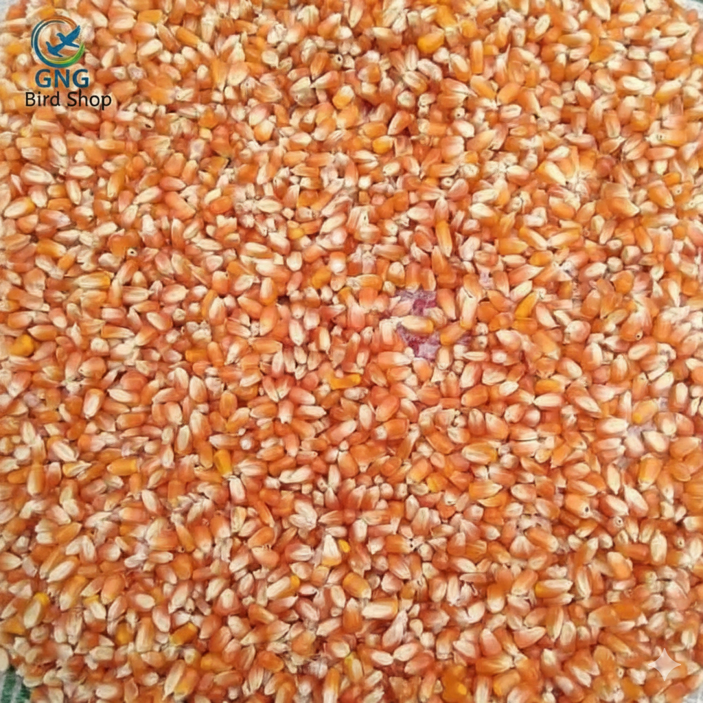 jagung madura yang sudah dipipil Isi 1 Kg, untuk campuran pakan Ayam kampung, Ayam petelur, Ayam ped