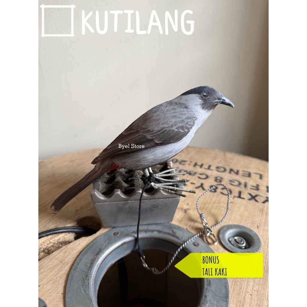 Patung burung KUTILANG bonus tali kaki kili kili anti melintir