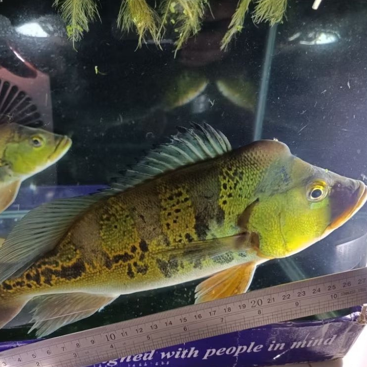 peacock bass peacockbass hidup