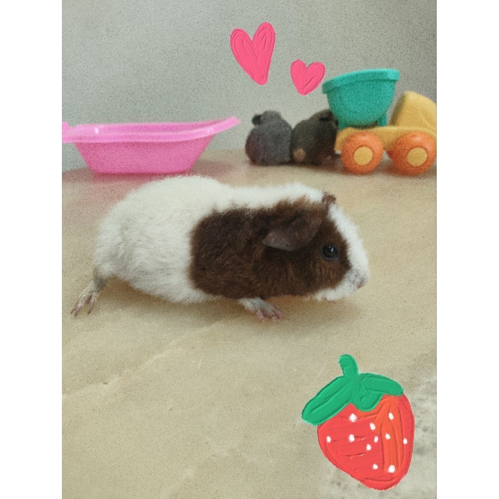 Guinea pig Teddy