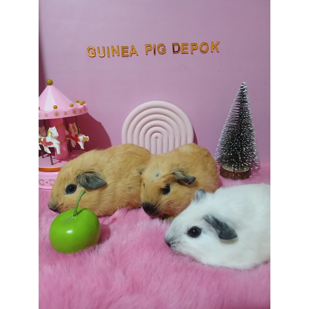 Marmut California Jantan Guinea Pig Marmut Hias