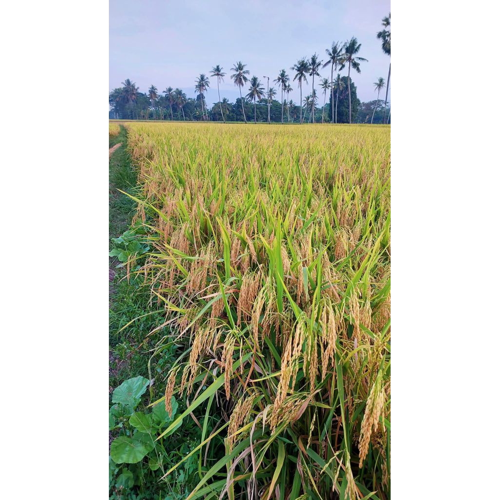 Benih Padi Unggul Inpari 32 super jumbo 10 kg Original berkualitass free cash back