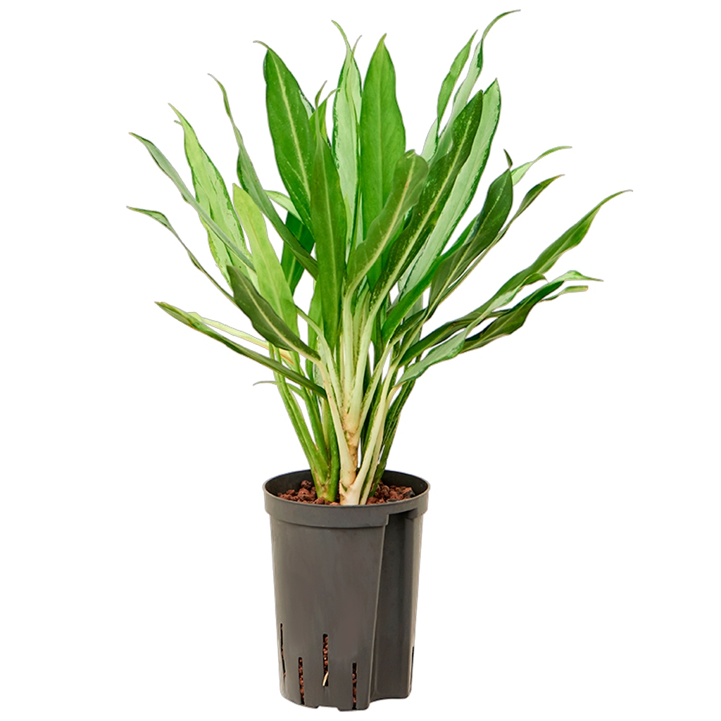 Tanaman hias blanceng sri rejeki bulu ayam