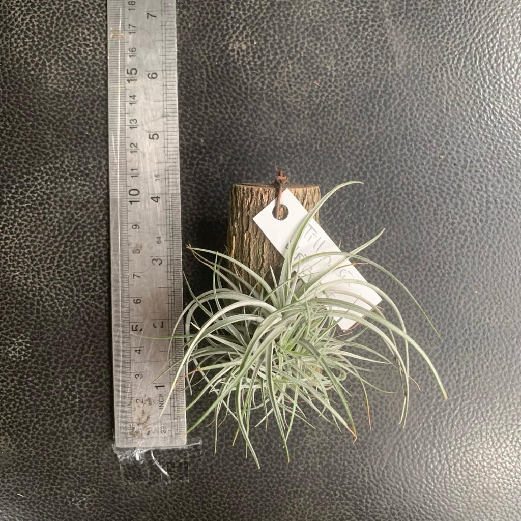 tillandsia utriculata tanaman udara tilandsia