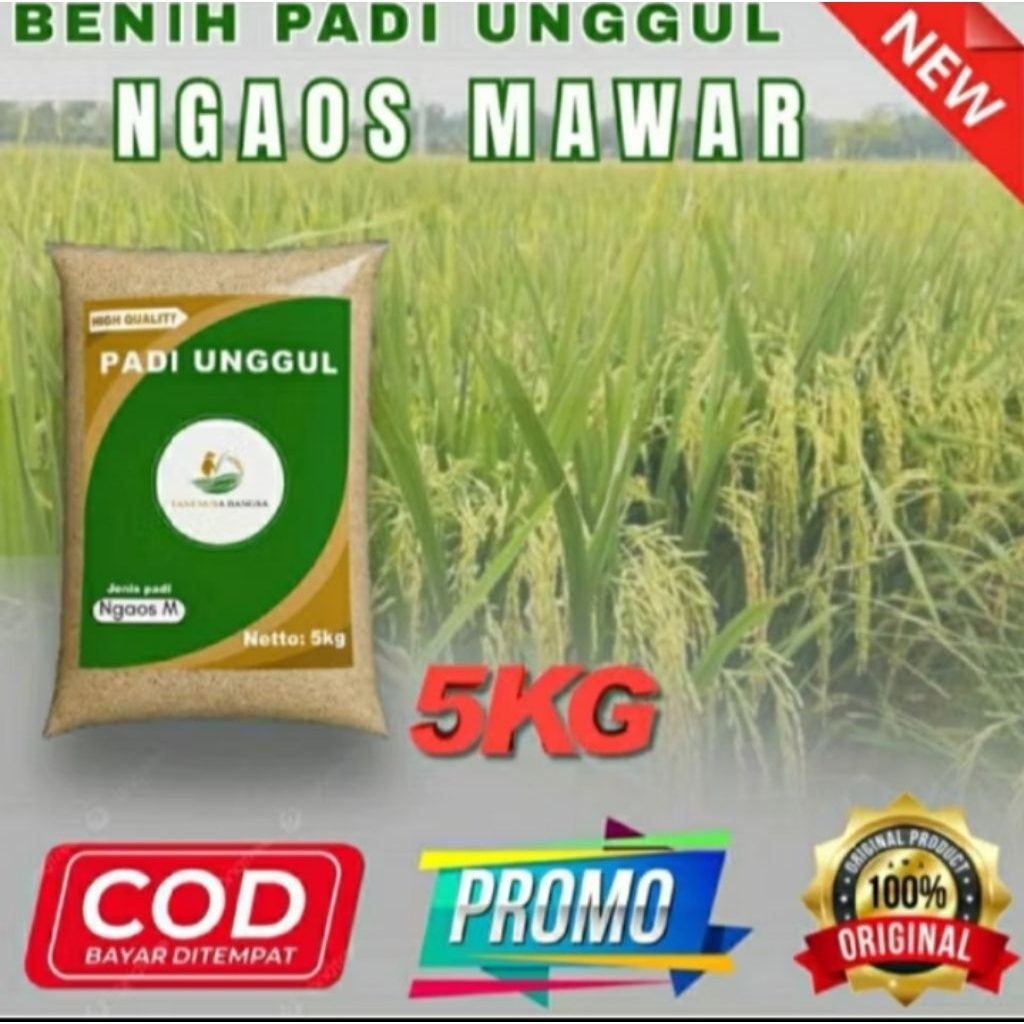 Benih padi unggul ngaos mawar 5kg