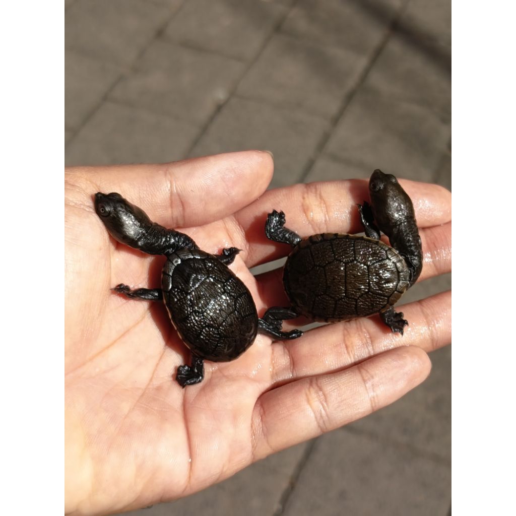 Pelet Kura Kura Leher Panjang Siebenrocky