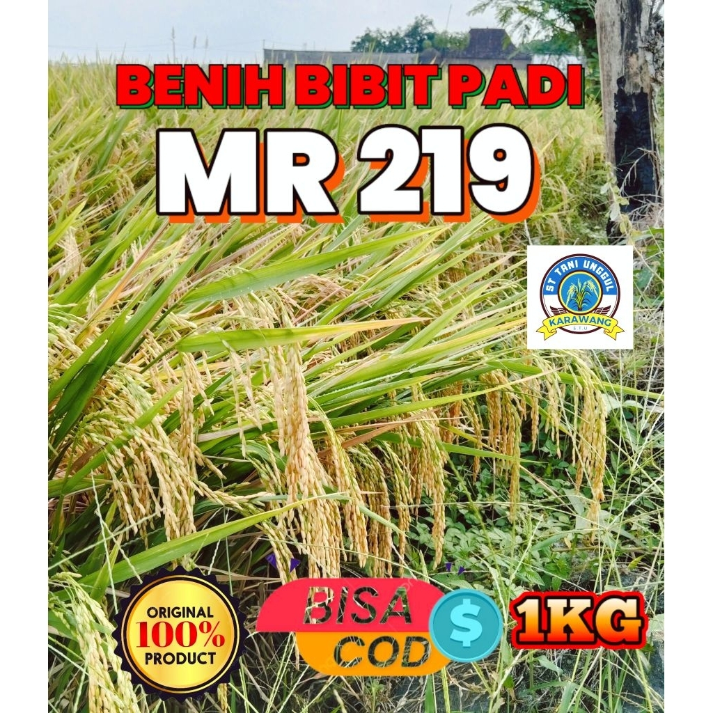 BENIH BIBIT PADI UNGGUL MR 219 KEMASAN 1KG