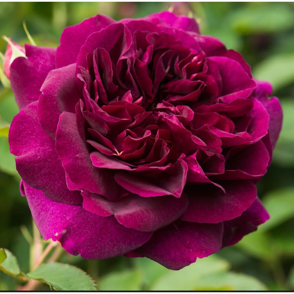 MAWAR IMPORT DARCEY BUSELL (semi induk)