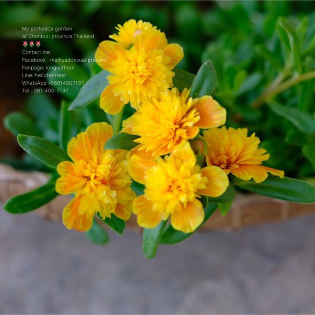 10 Bunga Krokot Jambul Kuning Tanaman Hias Mossrose