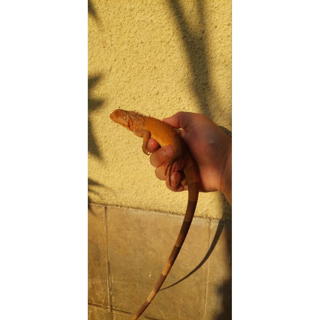 Red iguana juvenile (bukan baby) outdoor