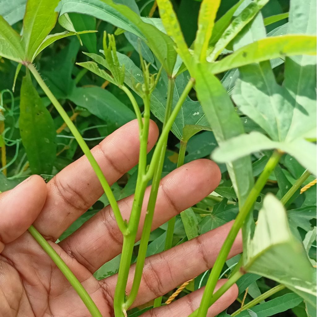 Bibit Ubi Cilembu | Bibit batang ubi Cilembu madu