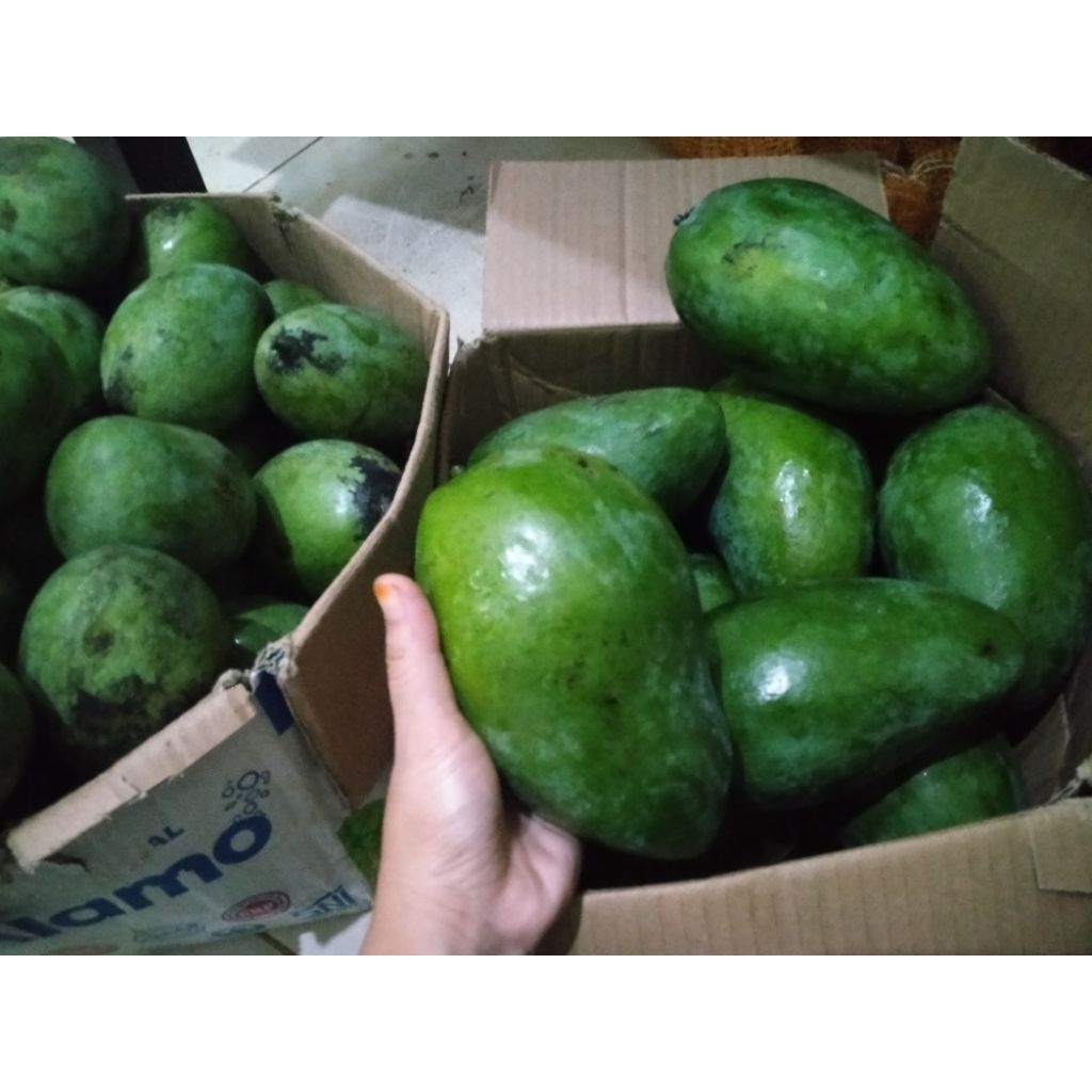 mangga gadung