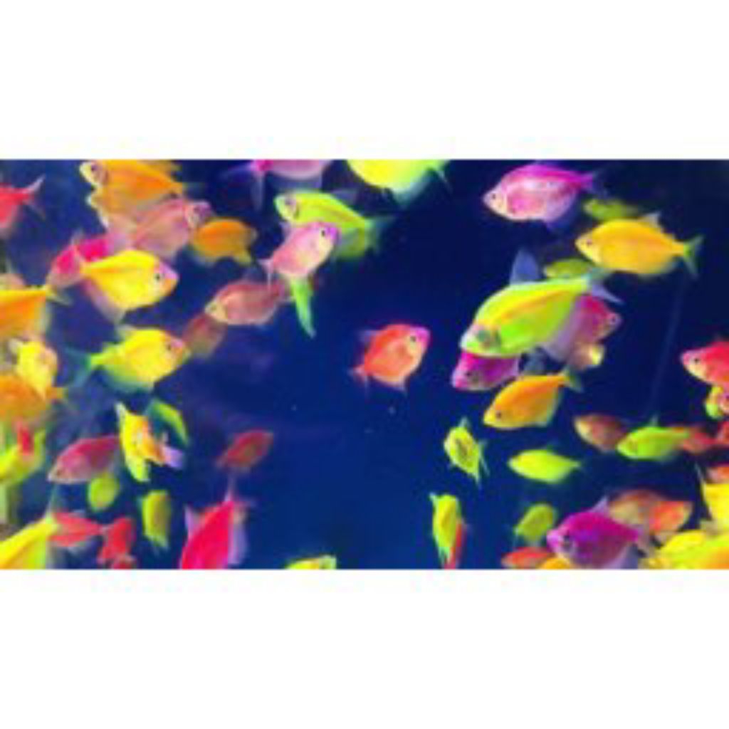 IKAN GLOWFISH WARNA WARNI