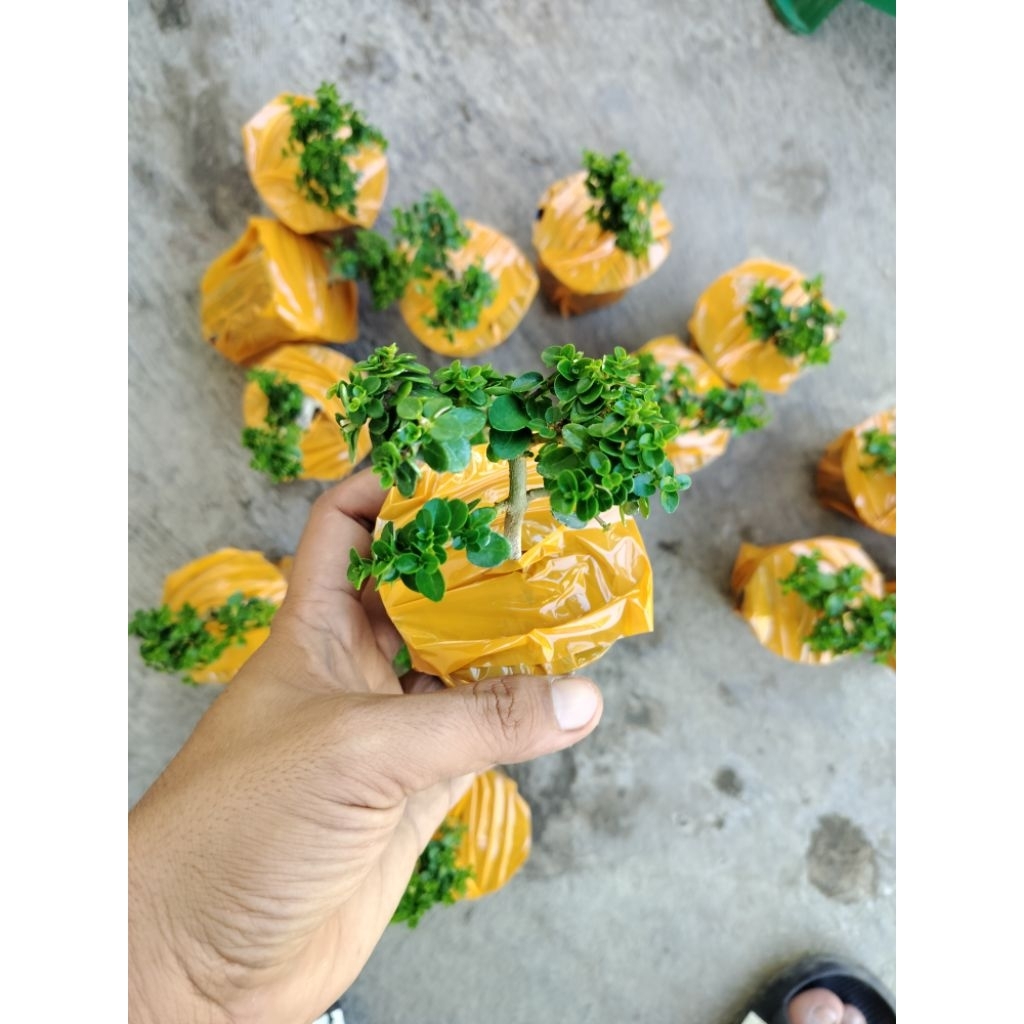 bonsai hidup murah