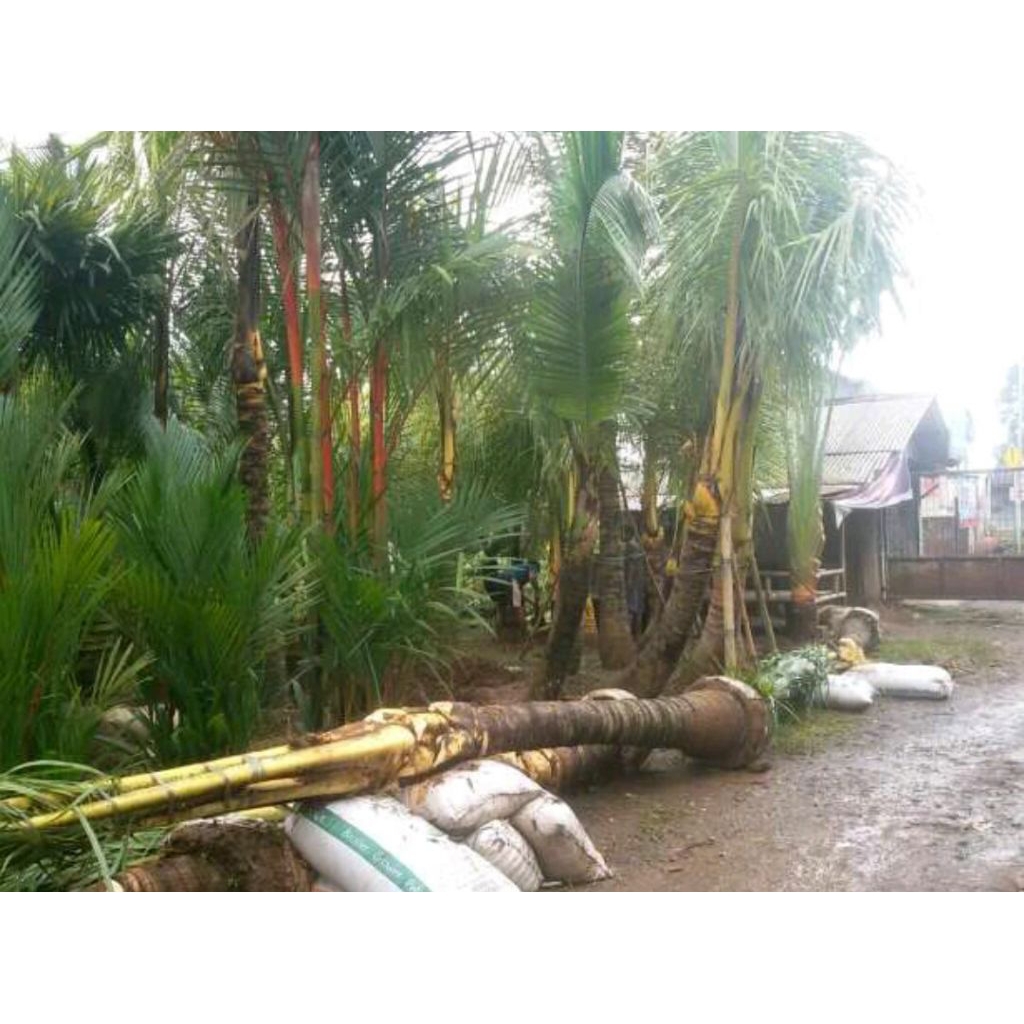 Tanaman Hias Pohon Kelapa Gading Tinggi 4 Meter Pohon Peneduh Kelapa Gading