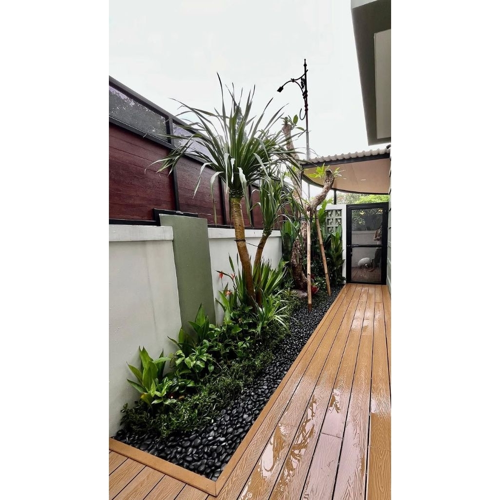 taman kering/Kamboja bali posil/pandan Bali tanaman kecil batu coral