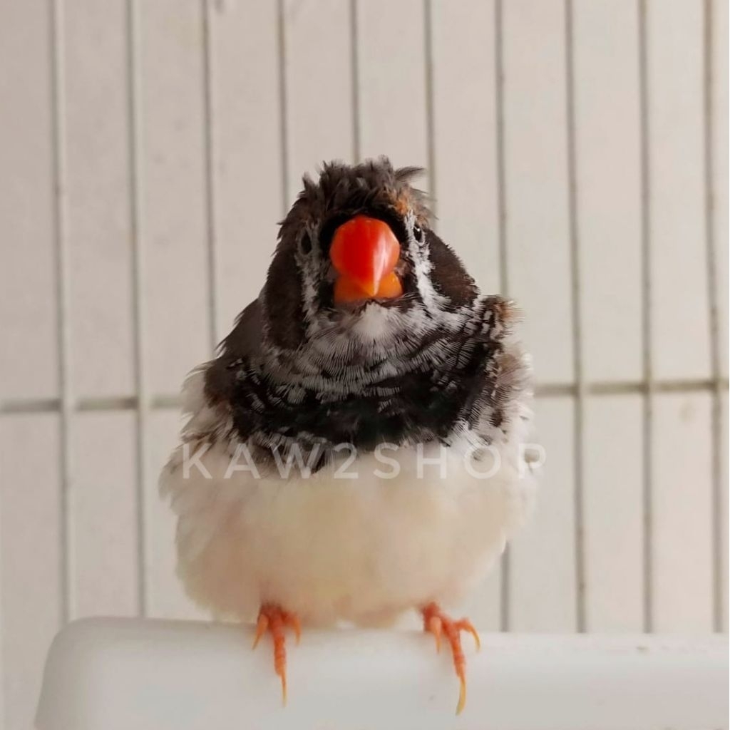 Burung Zebra Finch