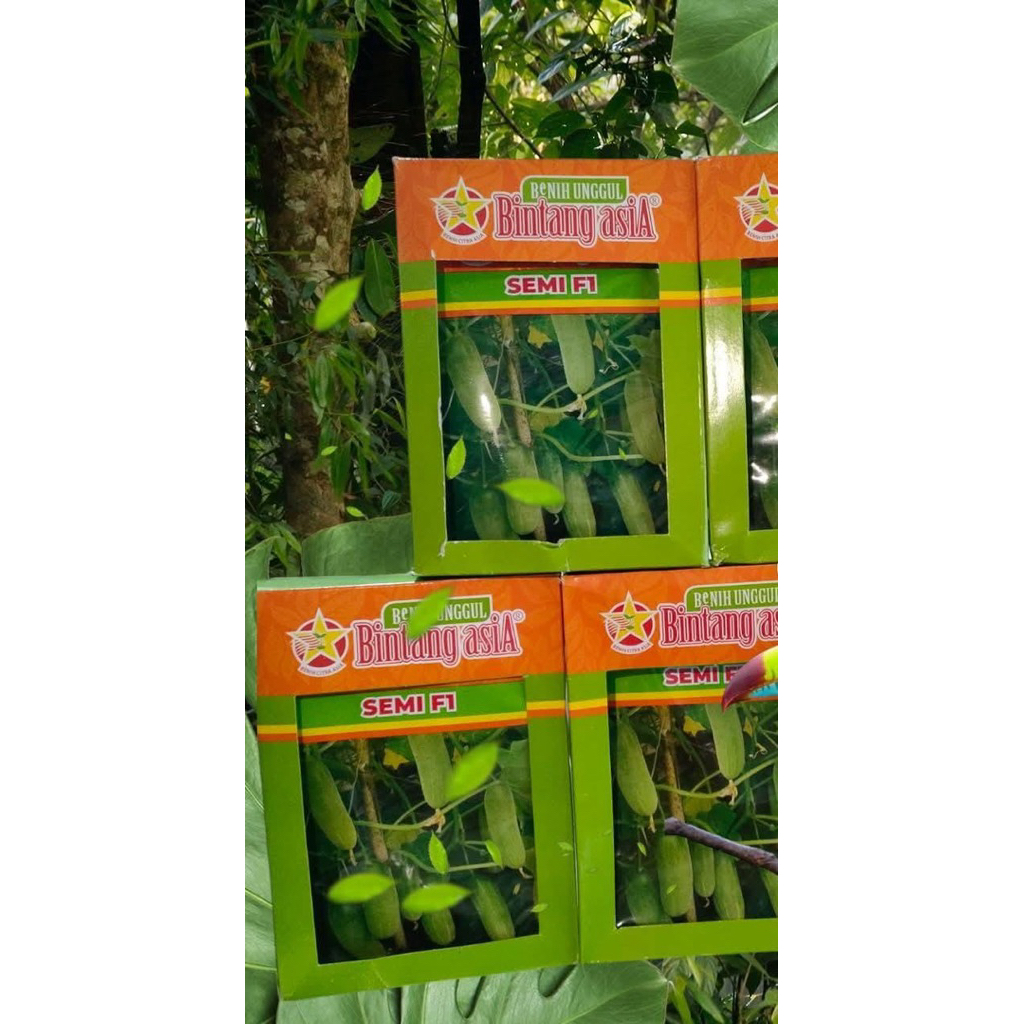 BENIH TIMUN Baby semi F1 20gr