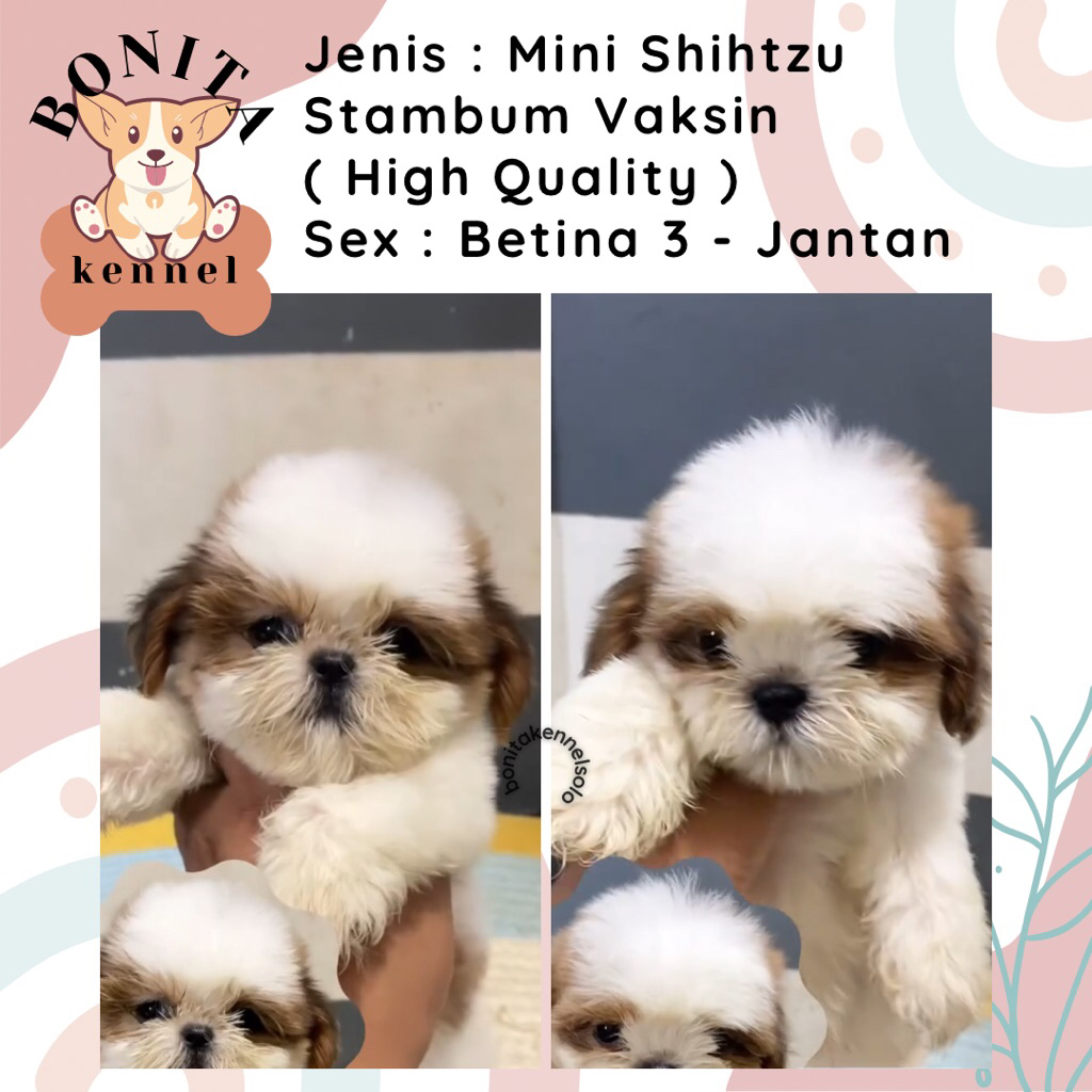 Mini Shihtzu Stambum Anak Anjing Mini Shih Tzu Shitzu Sitzu Jantan Betina