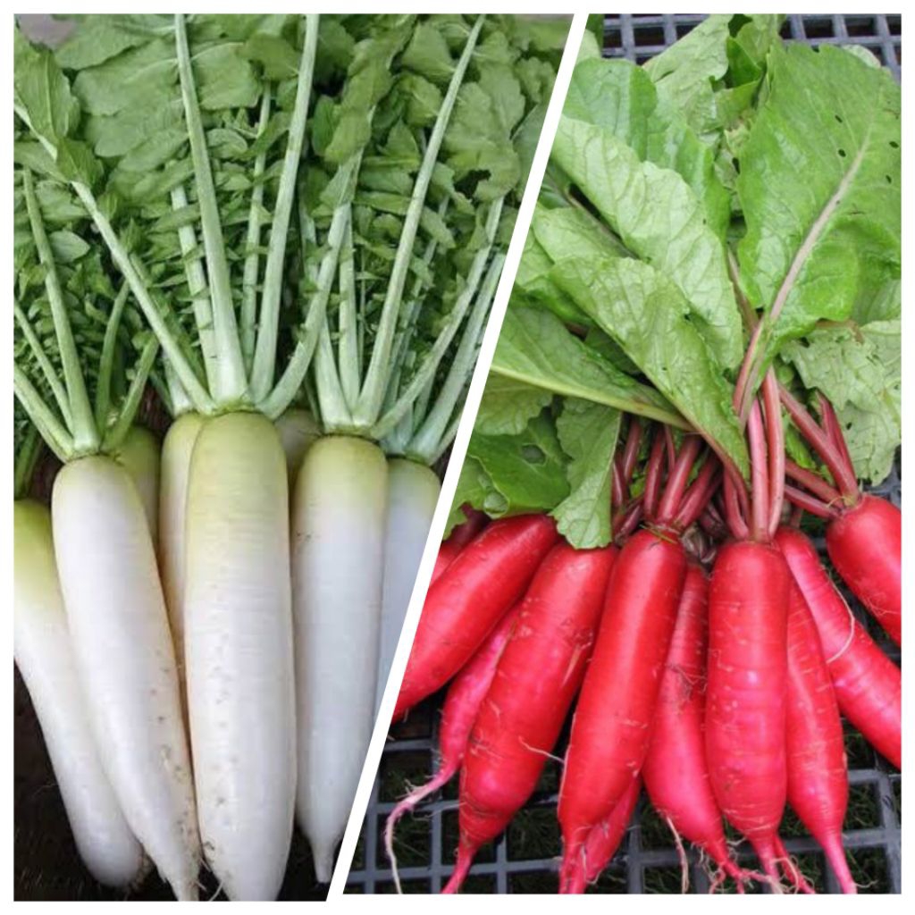 20 Benih Lobak Mix Lobak Putih dan Lobak Merah Bibit Benih Biji Lobak Campur Lobak Putih Lobak Merah
