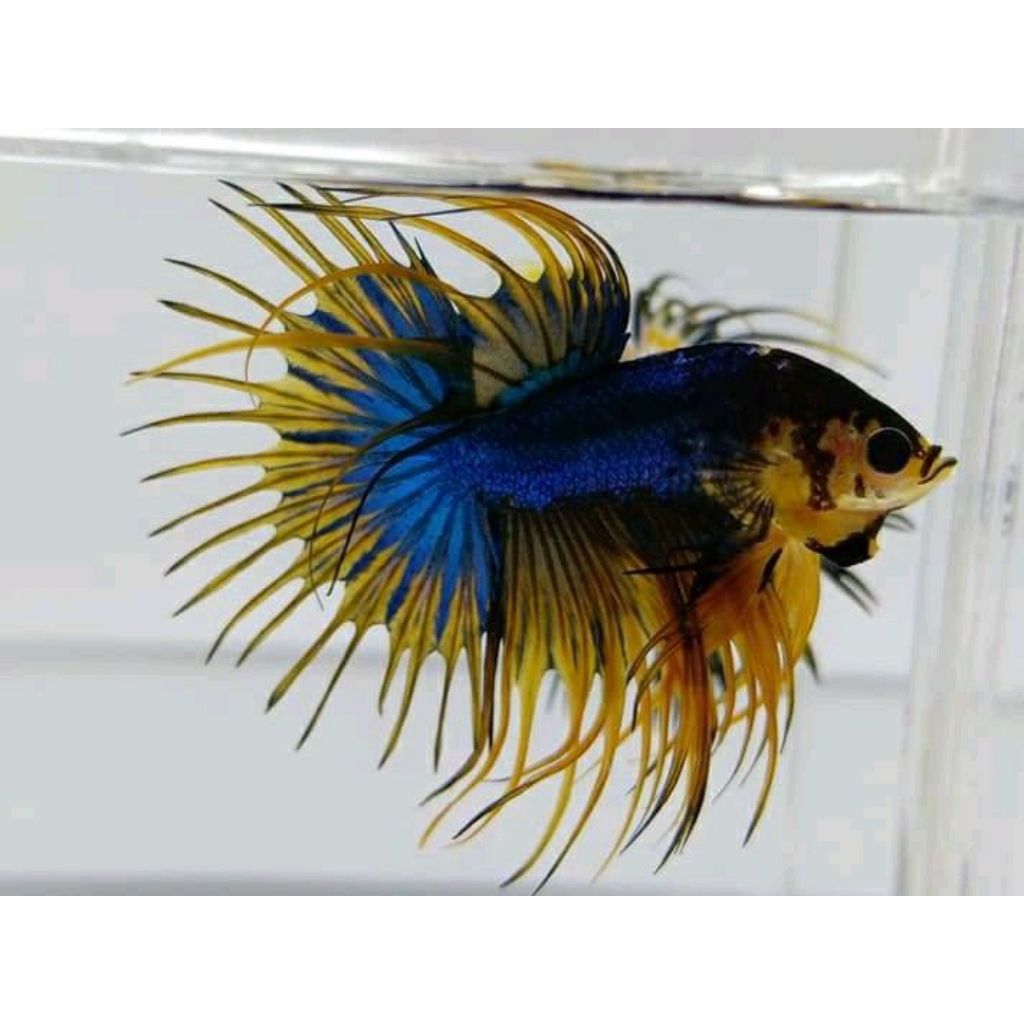 (PROMO) Cupang CT CROWNTAIL Serit Jumbo Size M++