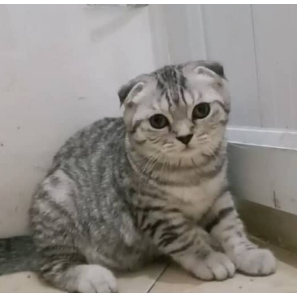 Scootish fold silver tabby