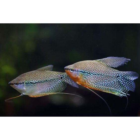 Ikan Hias Sepat Mutiara / Pearl Gourami / Ikan Hias Air Tawar