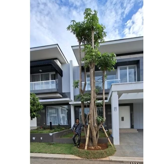 tanaman hias pohon pule tinggi 3meter / pohon pule putih besar