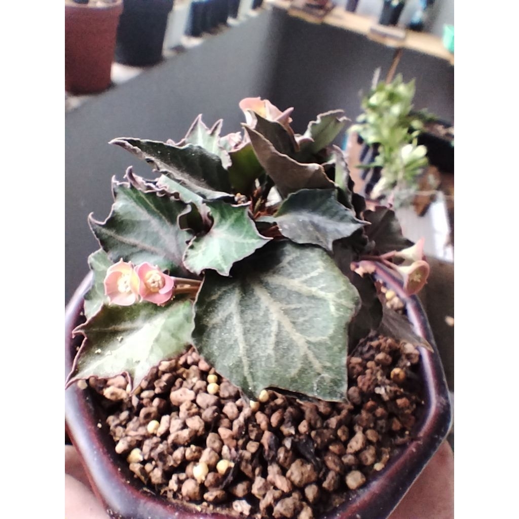 maple euphorbia francoisi