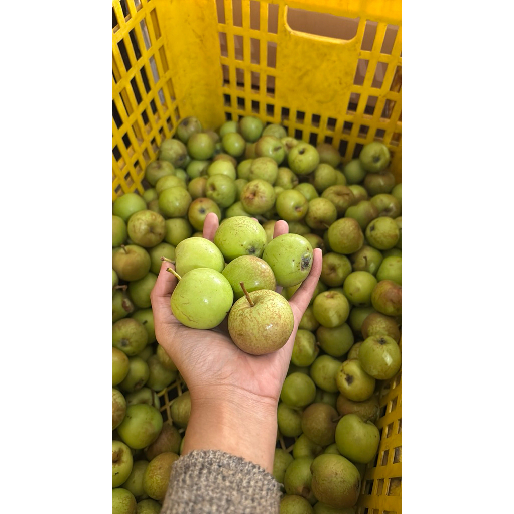 1Kg Apel Manalagi CERI/Manis Kriuk Keras/25-35Buah/UNTUK JUS BUAH