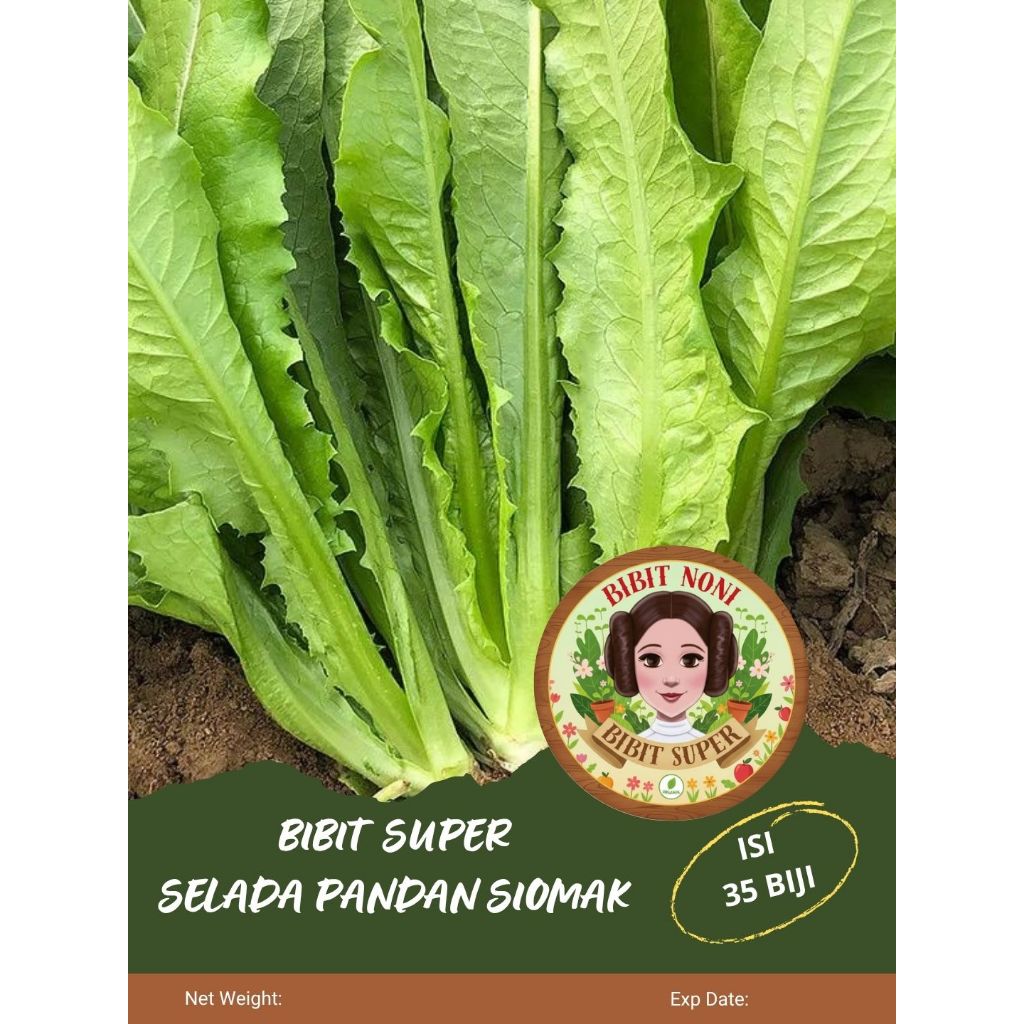 Bibit Super Selada Pandan Siomak | Biji Benih Selada Siomak Super