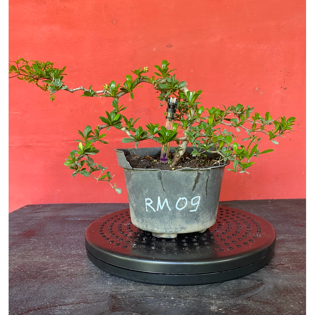 Bahan Bonsai Black Olive Rm 09